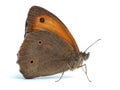 Small Heath butterfly (Coenonympha pamphilus) on w
