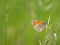 Small heath Coenonympha pamphilus butterfly on grass blade Royalty Free Stock Photo