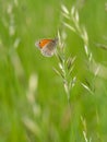 Small heath Coenonympha pamphilus butterfly on grass blade Royalty Free Stock Photo