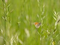 Small heath Coenonympha pamphilus butterfly on grass blade Royalty Free Stock Photo