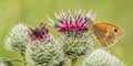 The small heath, an orange and brown butterfly Royalty Free Stock Photo