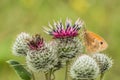 The small heath, an orange and brown butterfly Royalty Free Stock Photo