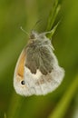 Small Heath Royalty Free Stock Photo