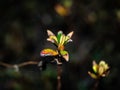 Small hedge leaves on dark background