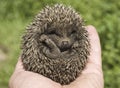 Small hedgehog Royalty Free Stock Photo