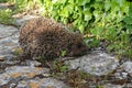 small hedgehog animal spiny mammal Royalty Free Stock Photo