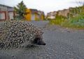 A small hedgehog in a big city in the foreground