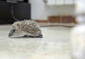 Small hedgehog with brown and white beaks. Erinaceinae. Walking on the floor of the house.