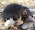 Small hedgehog commonly found in indian subcontinent.