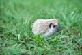 Small hedgehog exploring green grass in natural habitat Royalty Free Stock Photo