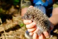Small hedgehog in female hands on green background Royalty Free Stock Photo