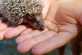 Small hedgehog in female hands on green background Royalty Free Stock Photo