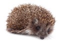 Small hedgehog Royalty Free Stock Photo