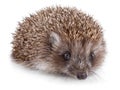 Small hedgehog Royalty Free Stock Photo
