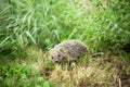Small hedgehog in a grass Royalty Free Stock Photo