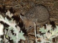 A small hedgehog hides among dry grasses during its night walk in the city of Athienou, Cyprus