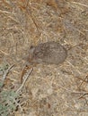 A small hedgehog hides among dry grasses during its night walk in the city of Athienou, Cyprus