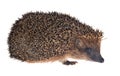 Small hedgehog isolated on white Royalty Free Stock Photo
