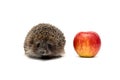 Small hedgehog and red apple isolated on white background Royalty Free Stock Photo