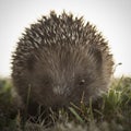 Small hedgehog says Hello There