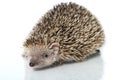 Small hedgehog tenrec Royalty Free Stock Photo