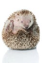 Small hedgehog tenrec