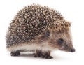 Small hedgehog. Royalty Free Stock Photo