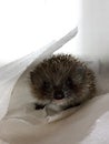 A small hedgehog on a white background. With a beautiful, black nose Royalty Free Stock Photo