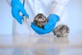 small hedgehogs in the hands of a veterinarian in blue gloves .hedgehog health. Medicine for animals.Hedgehogs on