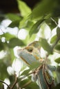 Small helmeted chameleon