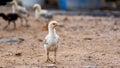 Small hen Royalty Free Stock Photo