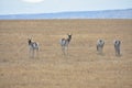 Small her of Pronghorn Antelope graze while one looks back Royalty Free Stock Photo