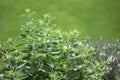 Small herb garden Royalty Free Stock Photo