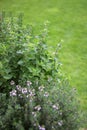 Small herb garden Royalty Free Stock Photo