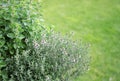 Small herb garden Royalty Free Stock Photo