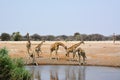 A small herd of adult giraffes come to drink at a lake in the Namibian savannah in Africa Royalty Free Stock Photo