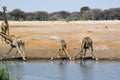 A small herd of adult giraffes came to drink at a lake in the Namibian savannah in Africa. The wild nature Royalty Free Stock Photo