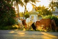 a small herd of African cows grazing near the road against the backdrop of flowering bushes at sunset.