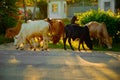 a small herd of African cows grazing near the road against the backdrop of flowering bushes at sunset.