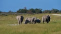 Small herd of African elephants with a baby walking through grass land in Kalahari desert, Etosha National Park, Namibia, Africa. Royalty Free Stock Photo