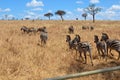 Small herd of African zebras in Tanzania.