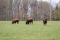 Small herd of american buffalo bison on grass pasture Royalty Free Stock Photo