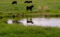 A Small Herd of Angus Cows Reflected in Pond