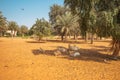 small herd of Arabian antelope is resting from the heat in the shade of a tree Royalty Free Stock Photo