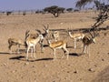 Small herd of Arabian sand gazelle, Gazella marica, Al Wusta Wildlife Reserve, Oman Royalty Free Stock Photo