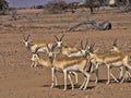 Small herd of Arabian sand gazelle, Gazella marica, Al Wusta Wildlife Reserve, Oman Royalty Free Stock Photo