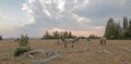 Small herd of wild horses grazing next to deadwood logs at sunset in the Pryor Mountains Wild Horse Range in Montana USA Royalty Free Stock Photo