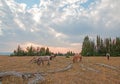 Small herd of wild horses grazing next to deadwood logs at sunset in the Pryor Mountains Wild Horse Range in Montana USA Royalty Free Stock Photo