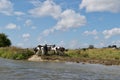 A small herd of black, white and brown cows Bos taurus on a riverbank