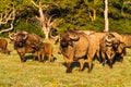 Small herd of buffalo. Buffalo with baby. Kenya